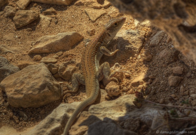 Lizard at Cape Greko