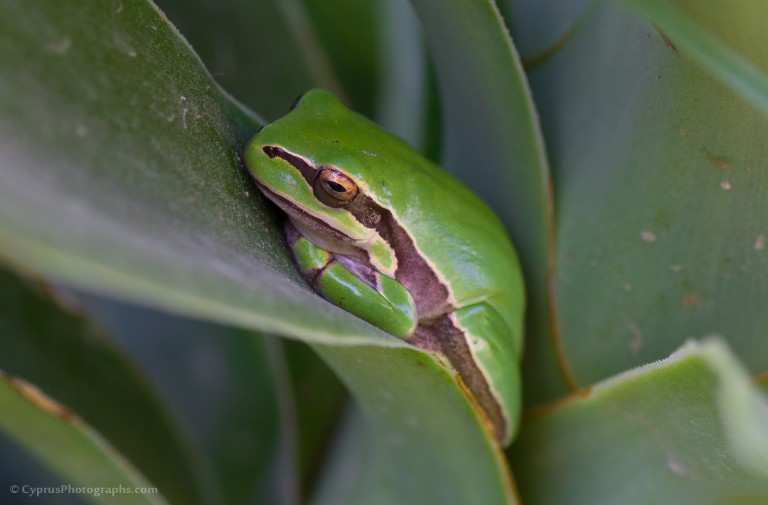 The small green Tree Frog (Hyla savignyi)