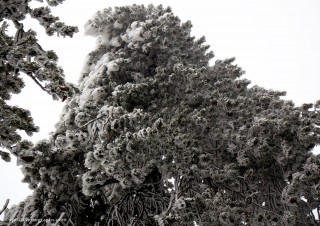 Winter 2012 in Troodos 5