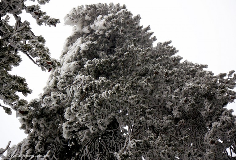 Winter 2012 in Troodos 5